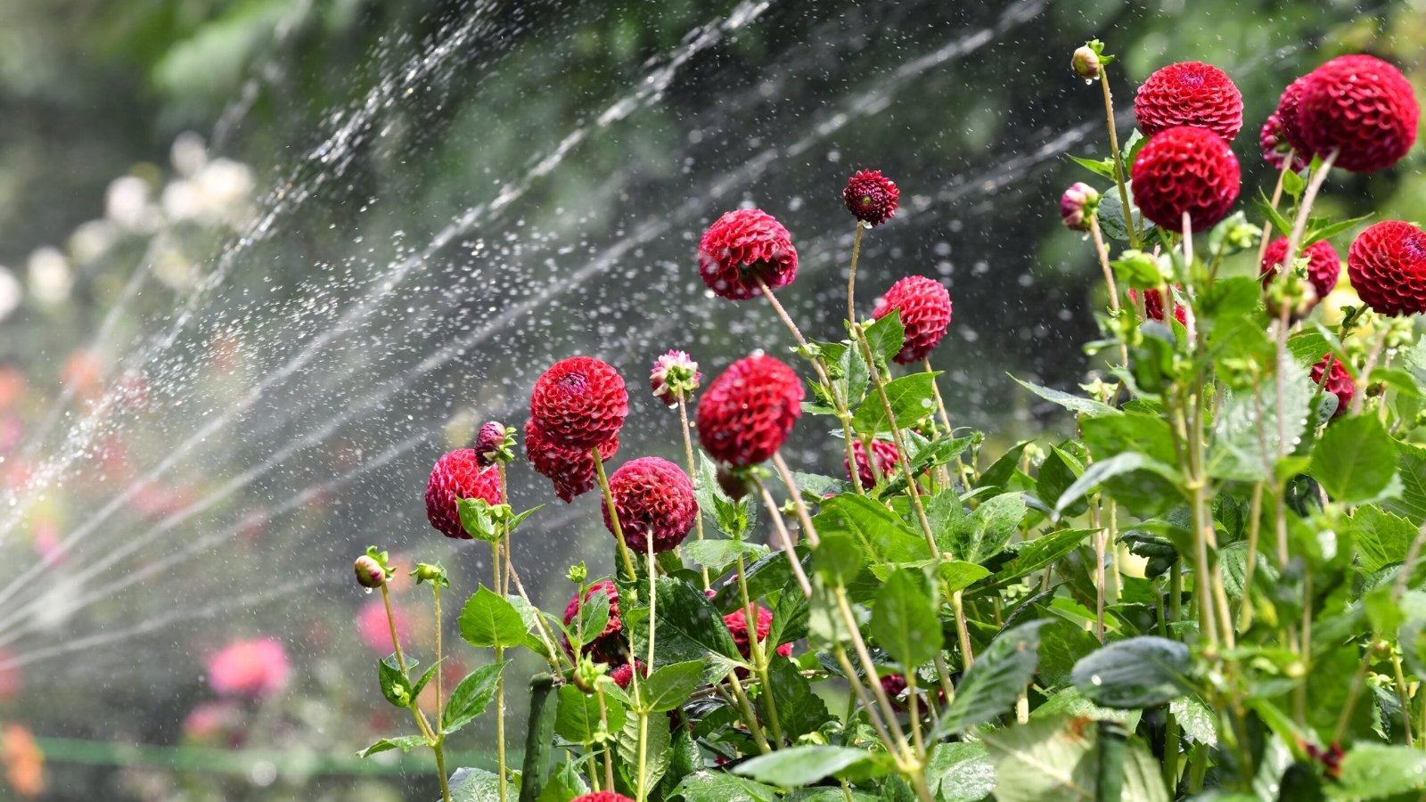 Tall, bushy dahlia plants with large, round, deep red flowers and green foliage are watered with sprinklers in the garden.