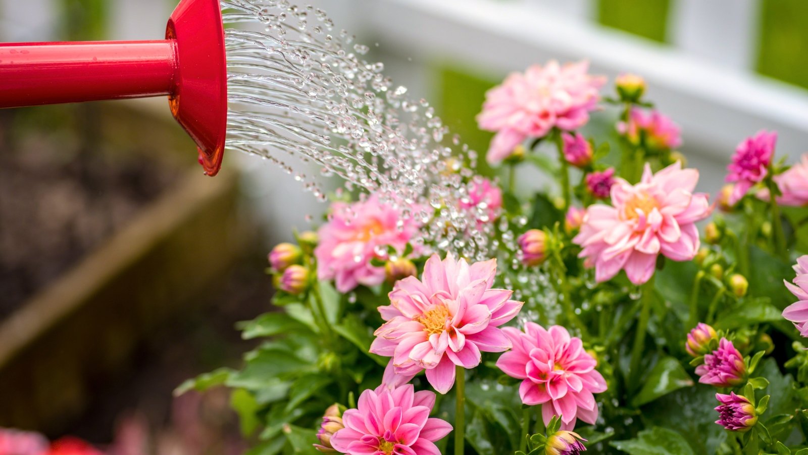 Soft pink flowering dahlia plants in a container are being watered with a large red watering can.

