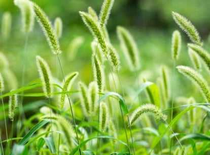 Tall foxtail plants with slender green leaves, upright stems, and cylindrical bristly flower spikes, showing how some weeds look like grass.