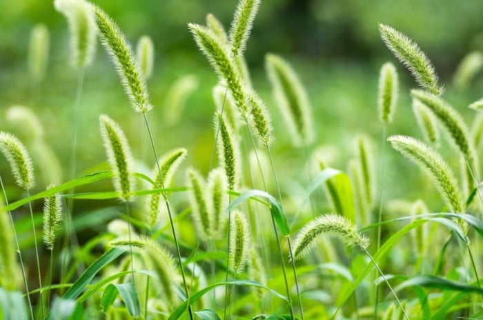 Tall foxtail plants with slender green leaves, upright stems, and cylindrical bristly flower spikes, showing how some weeds look like grass.
