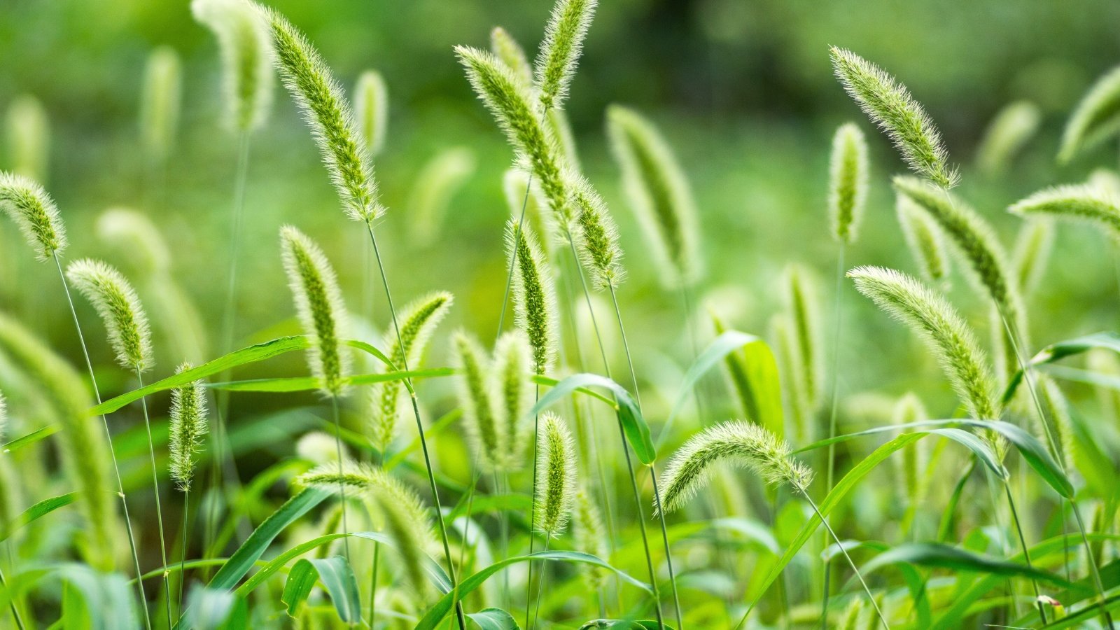 11 Weeds That Look Like Grass and How to Get Rid of Them