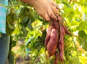 Close-up of a gardener holding freshly harvested reddish-brown tubers still attached to vines with vibrant heart-shaped green leaves, showing when to harvest sweet potatoes.