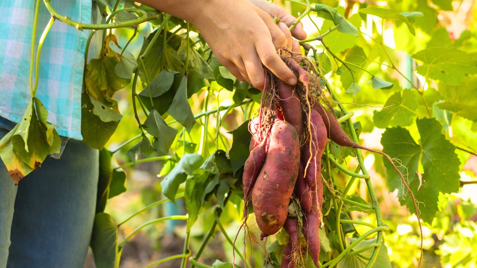 When to Harvest Sweet Potatoes: 4 Signs It's the Right Time, image size:1600x900