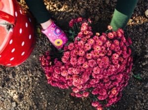 Top view of female hands in colorful gloves planting a lush bunch of pink layered chrysanthemums in gray-brown soil beside a bright red watering can, showing where to plant mums.