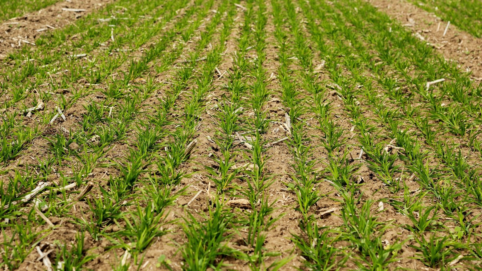 Dense rows of tall, slender green grass with narrow upright leaves stretch across the field, forming a uniform pattern of growth.