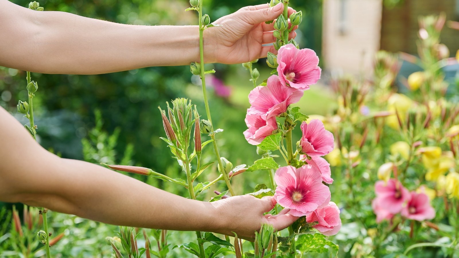 Close-up of a woman’s hands gently touching tall garden flowers with large, cup-shaped blooms in shades of pink and purple, layered ruffled petals, and broad green leaves along the leafy stem.