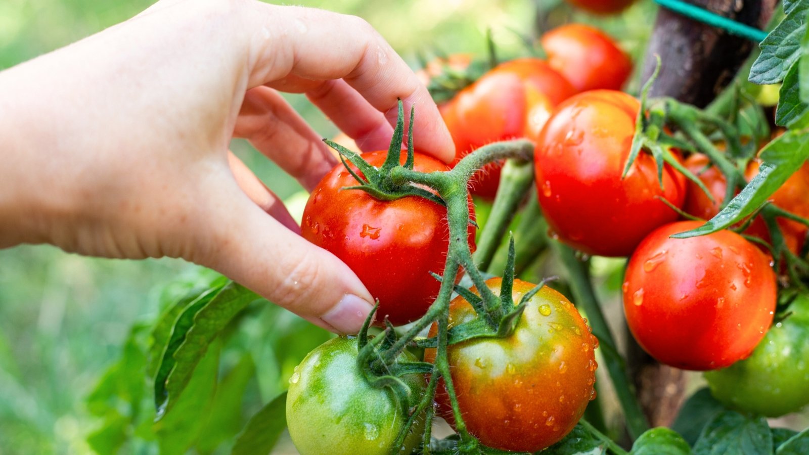 Close-up of a woman's hand picking a ripe, bright red, round tomato from a garden bed.