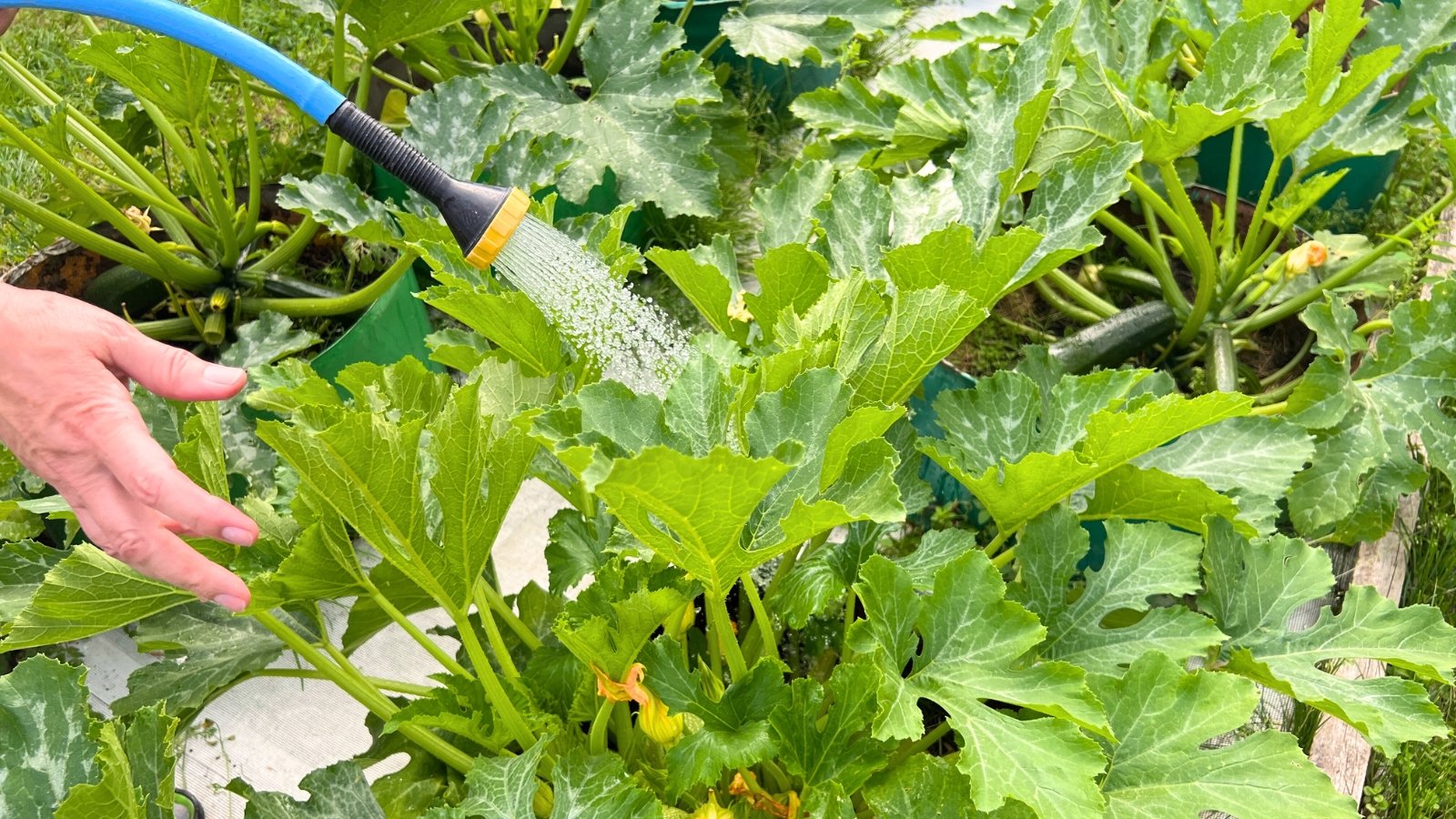 A woman waters zucchini plants with broad, serrated leaves rising above ripening, long, dark green, glossy fruits using a hose with a spray nozzle.