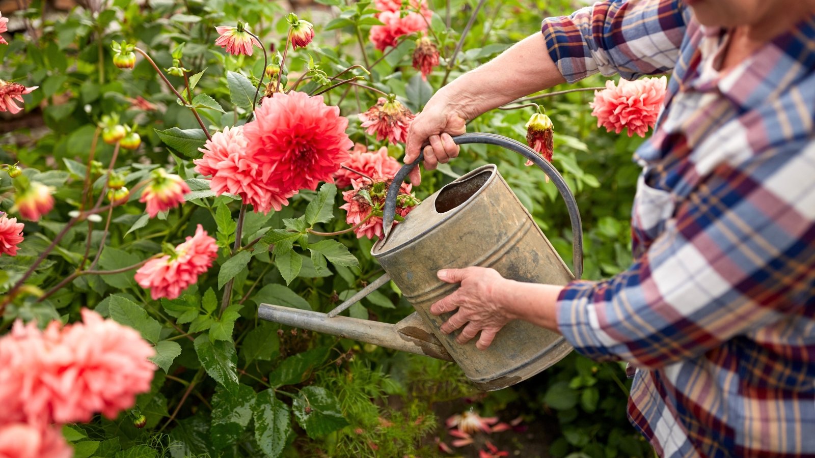 A woman with a large metal watering can waters large dahlia flowers in soft peach-pink shades blooming with layered, symmetrical petals above dark green, serrated leaves on sturdy stems.