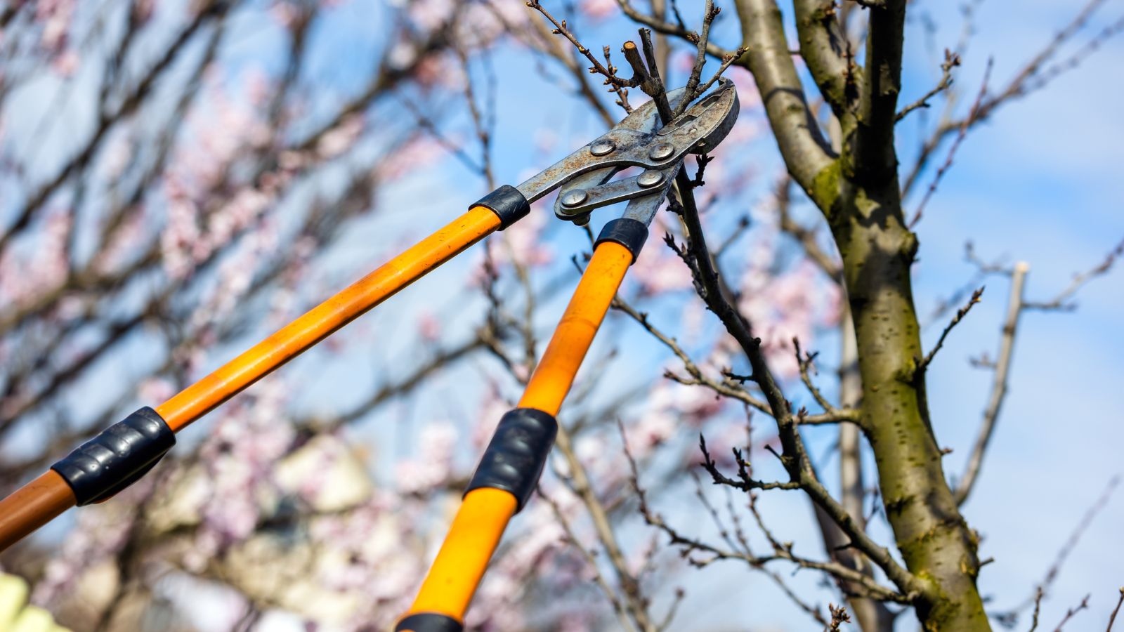 A base-angle shot of a person's hands holding a large clipper to trim off branches of a sapling, situated in a well lit area outdors