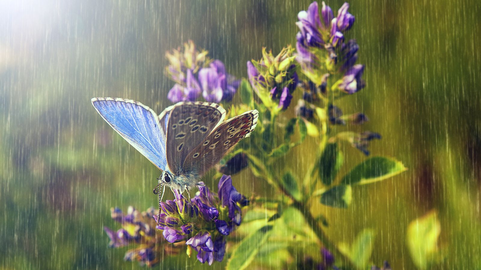 A blue butterfly on a lovely flower under heavy rain, appearing to rest while waiting for the rain to stop