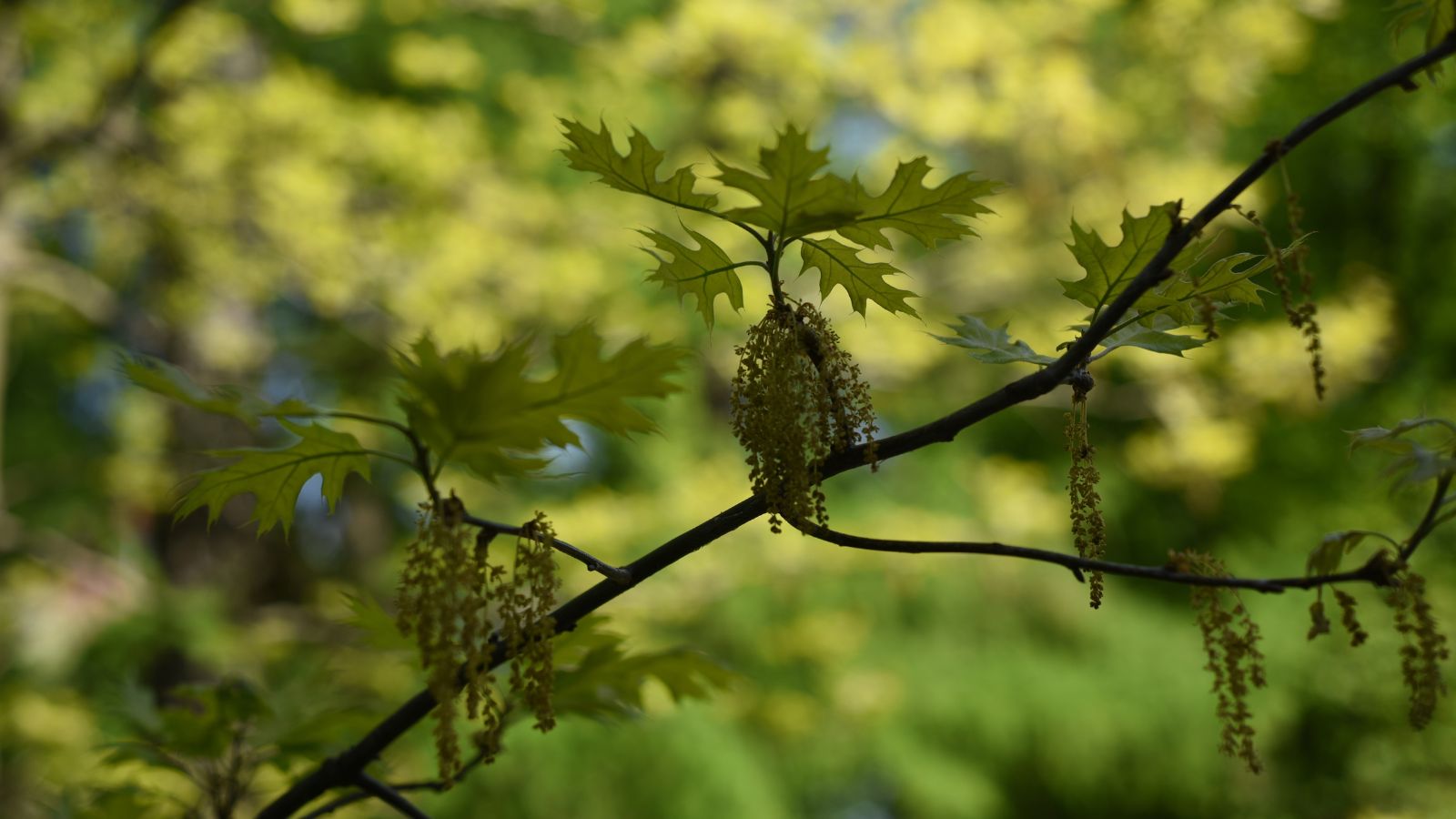 A branch of the Quercus coccinea appearing to have a lovely green hue with other plants in the background