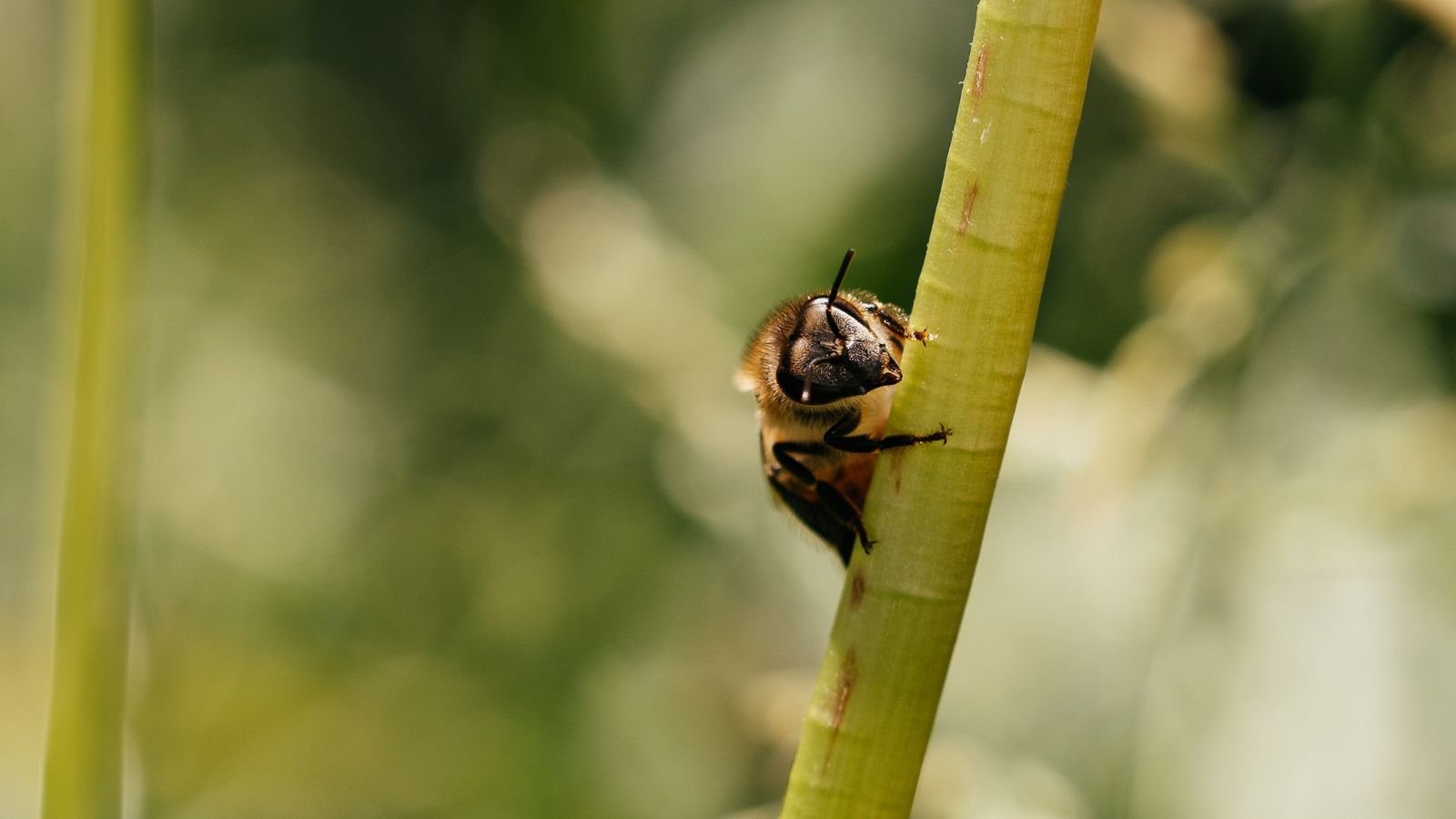 A close-up and macro shot of a small honeybee crawling on a stem of a perennial plant, situated in a well lit area outdoors