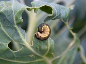 A close-up and macro shot of a small two-toned, caterpillar, curled up on a leaf of a crop, showcasing fall cabbage worms
