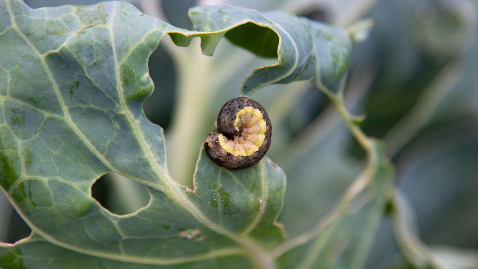 Natural Pest Control Strategies for Fall Cabbage Worms