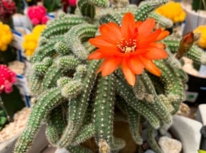 A close-up and overhead shot of a blooming red-orange colored flowers of a succulent known as peanut cactus