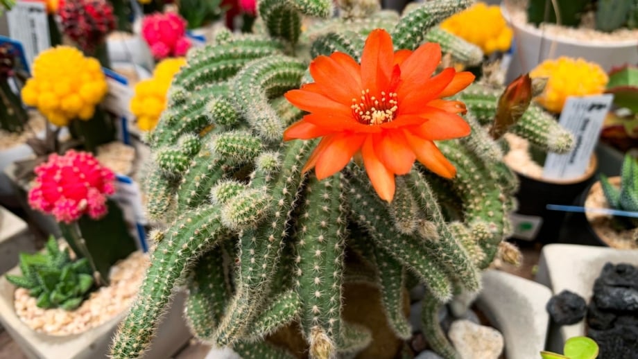 A close-up and overhead shot of a blooming red-orange colored flowers of a succulent known as peanut cactus