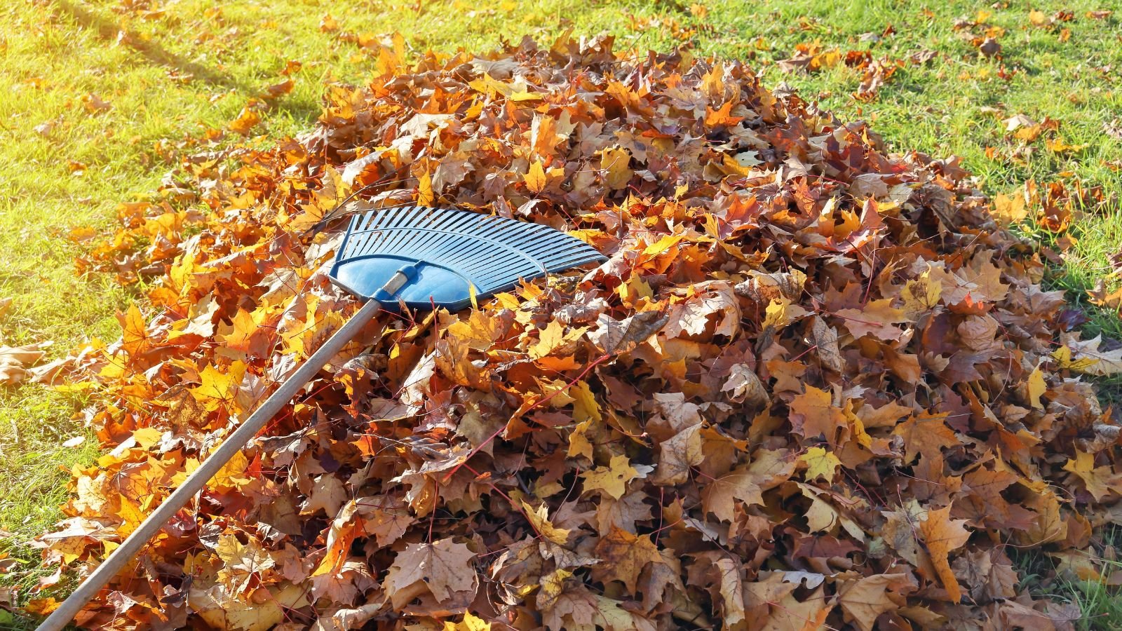 A close-up and overhead shot of a blue colored rake on top of a pile of fallen leaves, situated in a well lit area outdoors