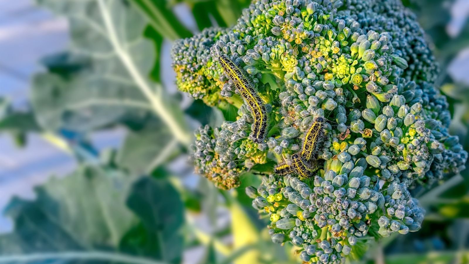 A close-up and overhead shot of a head of a crop, currently infested by several two-toned caterpillars, that is feeding away on its florets, all situated in a well lit area outdoors