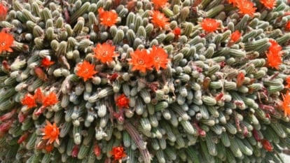 A close-up and overhead shot of a large composition of prickly succulent stems with several blooming red flowers, all situated in a well lit area outdoors