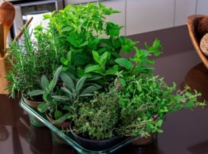 A close-up and overhead shot of a tray with individual pots of developing aromatic plants in a kitchen counter, showcasing fall low-light herbs