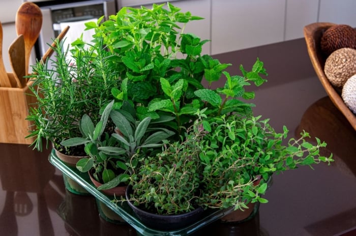 A close-up and overhead shot of a tray with individual pots of developing aromatic plants in a kitchen counter, showcasing fall low-light herbs