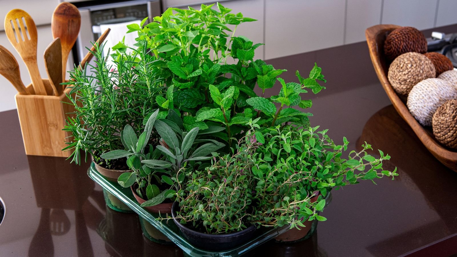 A close-up and overhead shot of a tray with individual pots of developing aromatic plants in a kitchen counter, showcasing fall low-light herbs