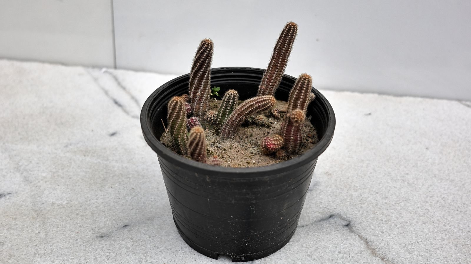 A close-up and overhead shot of developing cuttings of a succulent, placed in a small black pot indoors