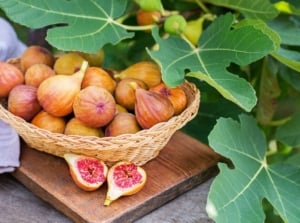 A close-up shot a wicker basket filled with freshly harvested fruits, placed on a wooden surface, showcasing how to harvest figs