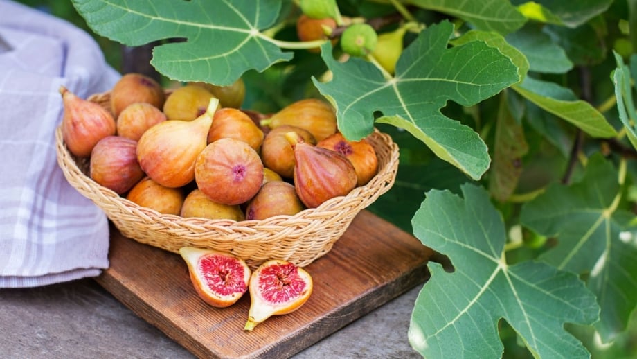A close-up shot a wicker basket filled with freshly harvested fruits, placed on a wooden surface, showcasing how to harvest figs
