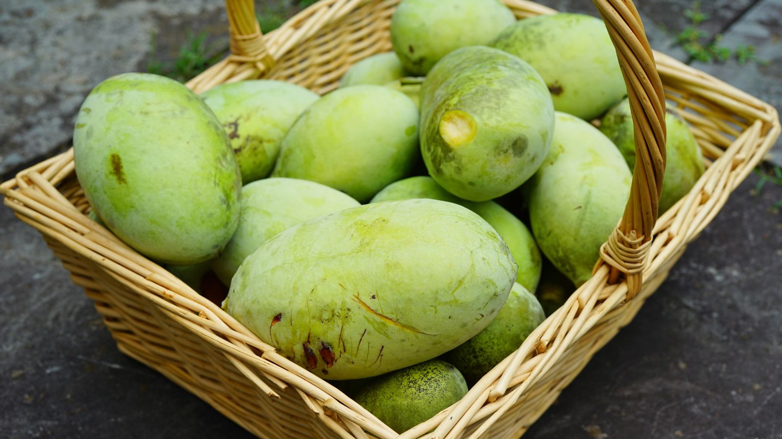 A close-up shot of a basket filled with freshly picked oblong, light-green colored fruits, all situated in a well lit area