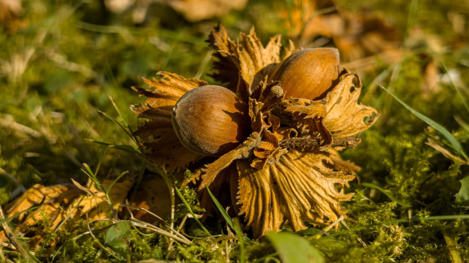 A close-up shot of a cluster of three fallen hazelnuts on a grassy yard area outdoors