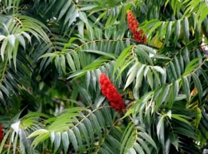 A close-up shot of a composition of green colored pinnate leaves and red colored flower plumes of the staghorn sumac tree