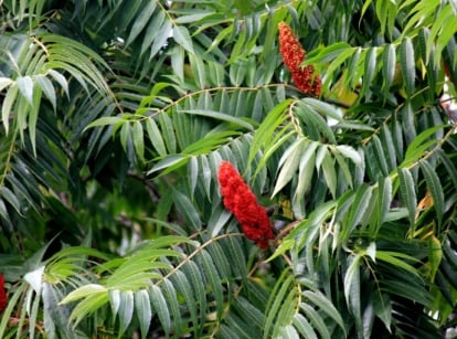 A close-up shot of a composition of green colored pinnate leaves and red colored flower plumes of the staghorn sumac tree