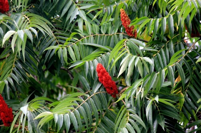 A close-up shot of a composition of green colored pinnate leaves and red colored flower plumes of the staghorn sumac tree
