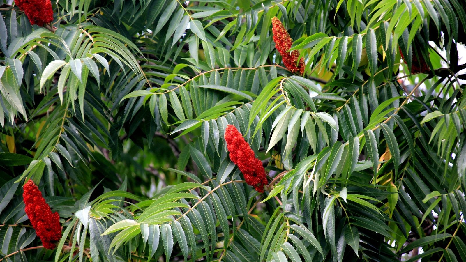 How to Plant, Grow, and Care for Staghorn Sumac Trees