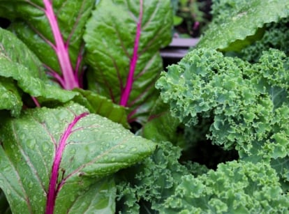 A close-up shot of a composition of leafy greens growing alongside each other, showcasing fall vegetable container combinations