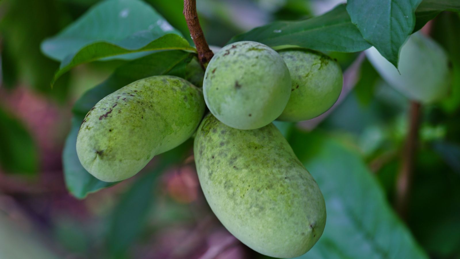 A close-up shot of a composition of oblong, green colored fruits, dangling from a woody branch along large oval leaves