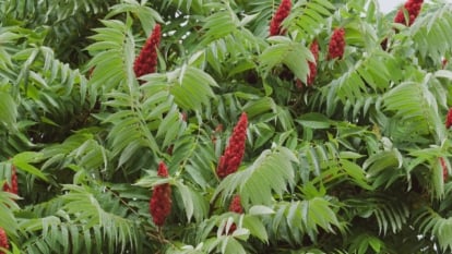 A close-up shot of a composition of pinnate leaves and red flower plumes of a shrub, all situated in a well lit area outdoors