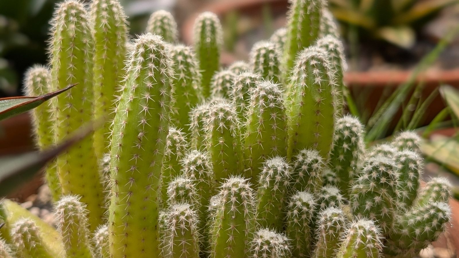 A close-up shot of a composition of plump and prickly succulent stems that is newly transplanted in a bright sunlit area outdoors