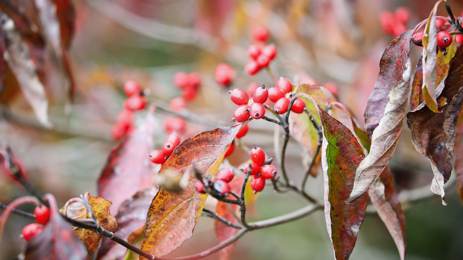 A close-up shot of a composition of red-brown leaves on woody stems with clusters of red and round berries, placed in a well lit area outdoors