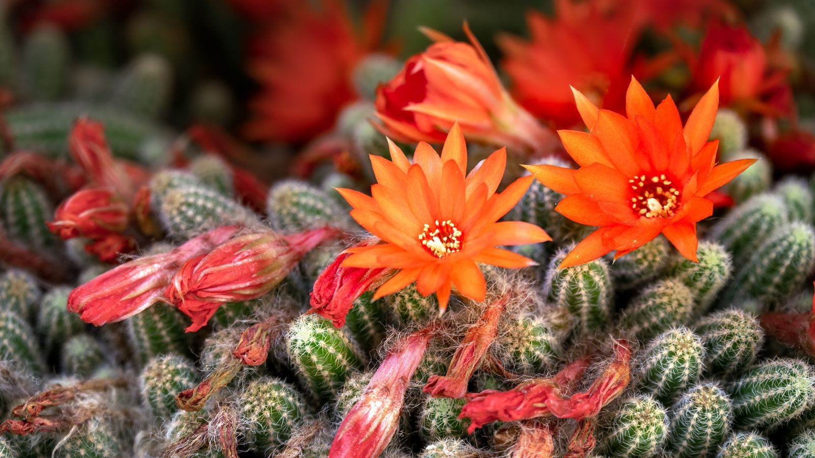 A close-up shot of a composition of red-orange flowers and its buds, alongside prickly stems of a succulent, placed in a well lit area