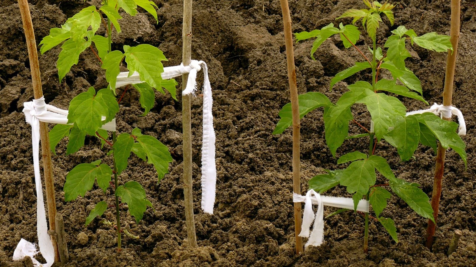 A close-up shot of a composition of saplings of a large plant, properly spaced outdoors