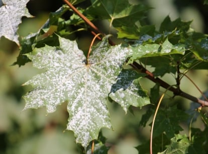 A close-up shot of a composition of toothed green leaves, covered in white substance, showcasing powdery mildew maple