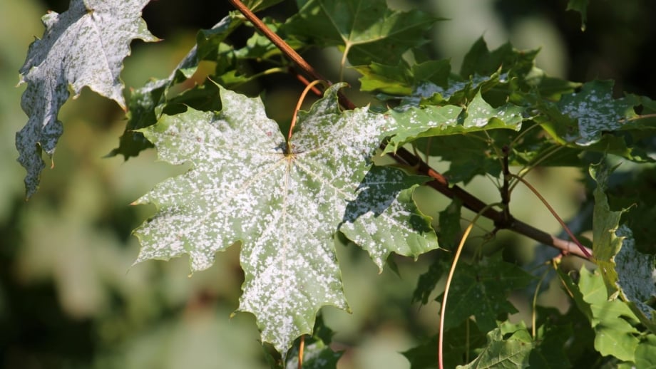 A close-up shot of a composition of toothed green leaves, covered in white substance, showcasing powdery mildew maple