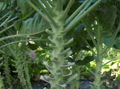 A close-up shot of a composition of trimmed stems of developing stalks of a crop, showcasing how to pinch brussels sprouts