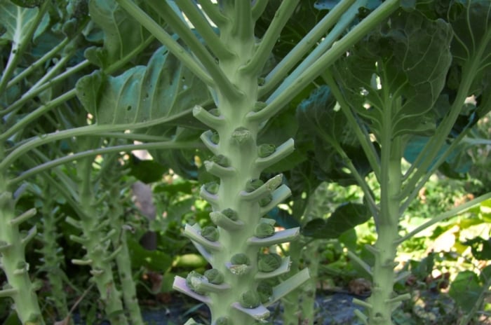 A close-up shot of a composition of trimmed stems of developing stalks of a crop, showcasing how to pinch brussels sprouts