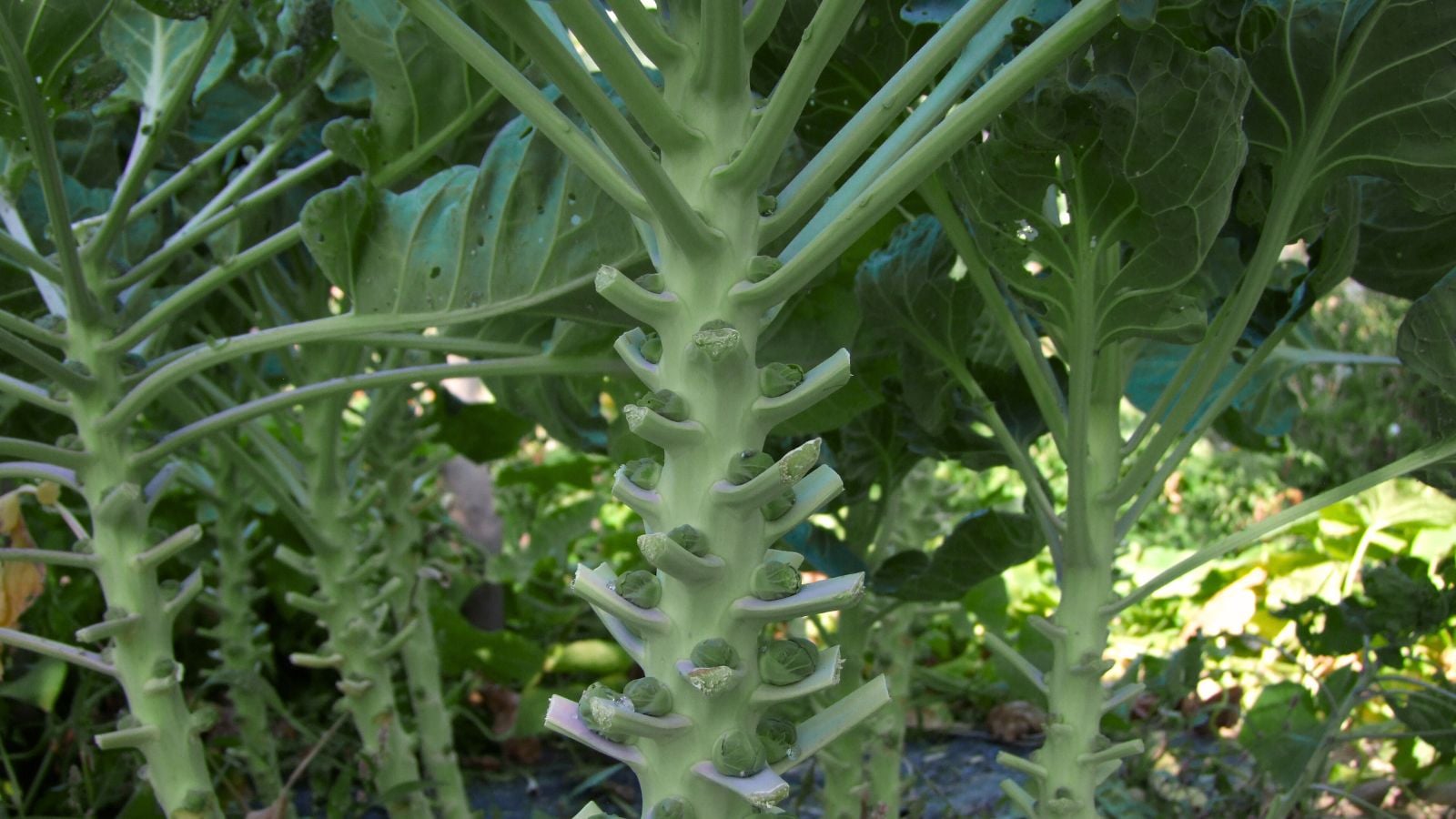 A close-up shot of a composition of trimmed stems of developing stalks of a crop all situated in a well lit area outdoors