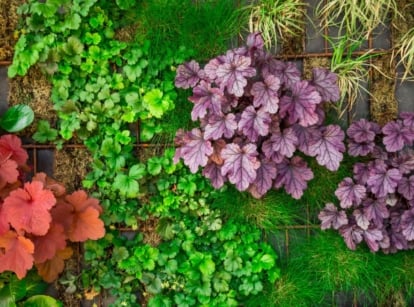 A close-up shot of a composition of various developing foliage on a wall, showcasing the best vertical garden plants