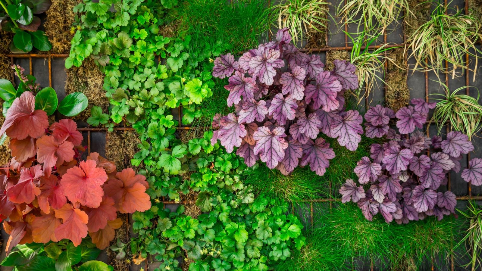 A close-up shot of a composition of various developing foliage on a wall, showcasing the best vertical garden plants